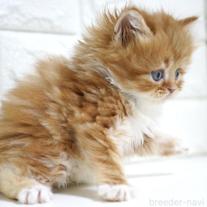 販売中の愛知県のスコティッシュフォールド-133306の12枚目
