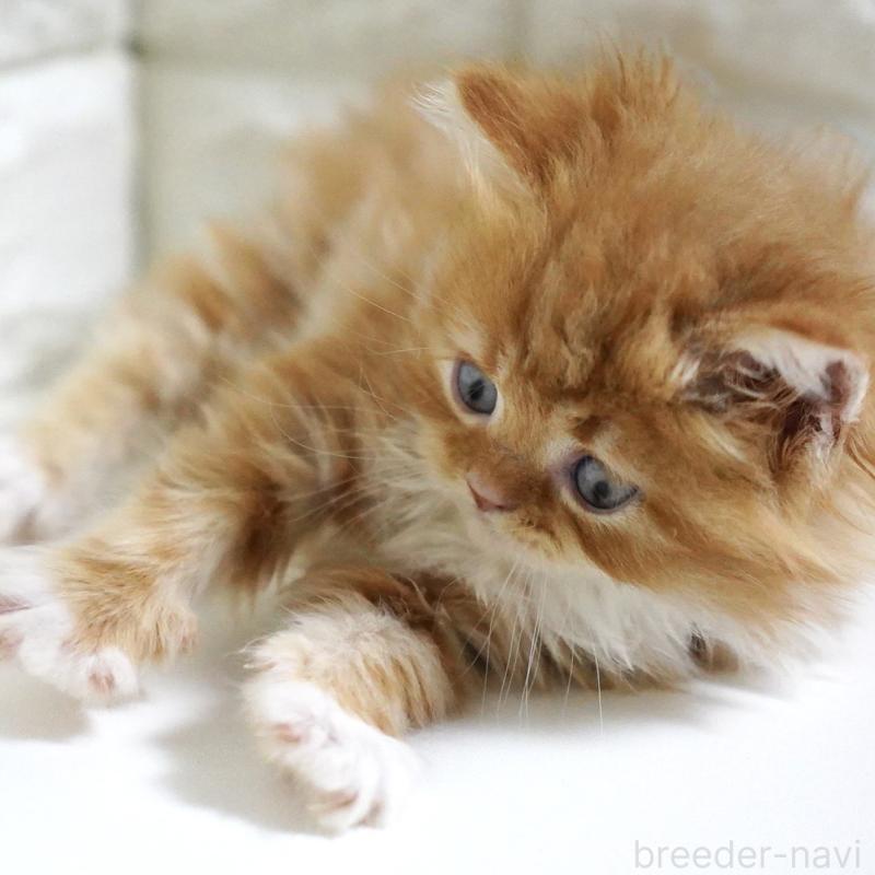 販売中の愛知県のスコティッシュフォールド-133306の11枚目