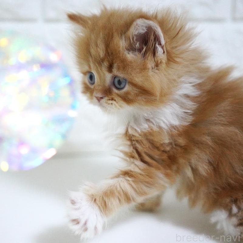 販売中の愛知県のスコティッシュフォールド-133306の8枚目