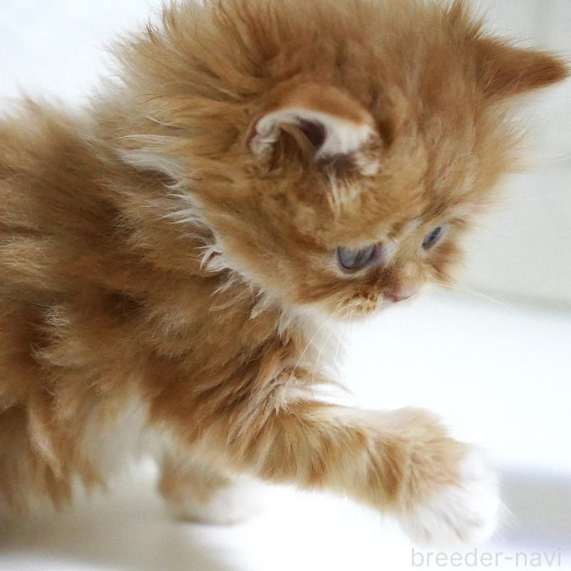 販売中の愛知県のスコティッシュフォールド-133306の7枚目