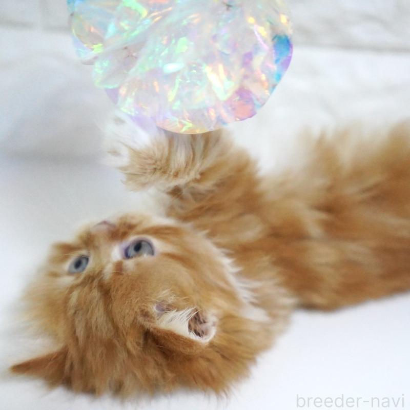 販売中の愛知県のスコティッシュフォールド-133306の6枚目