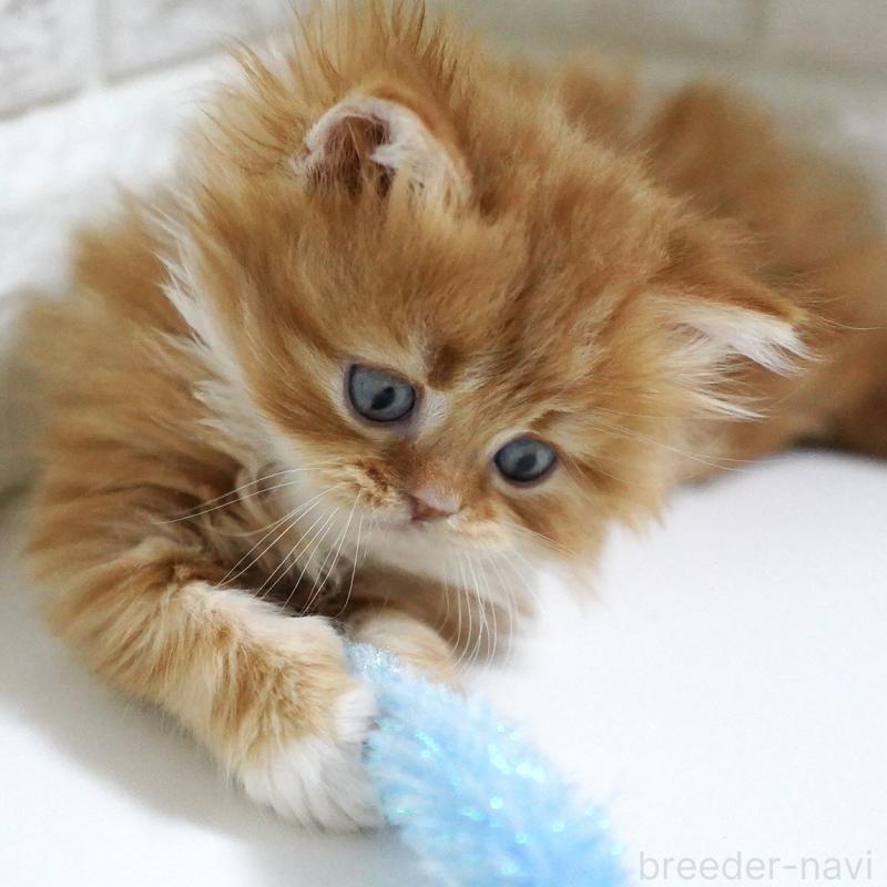 販売中の愛知県のスコティッシュフォールド-133306の5枚目