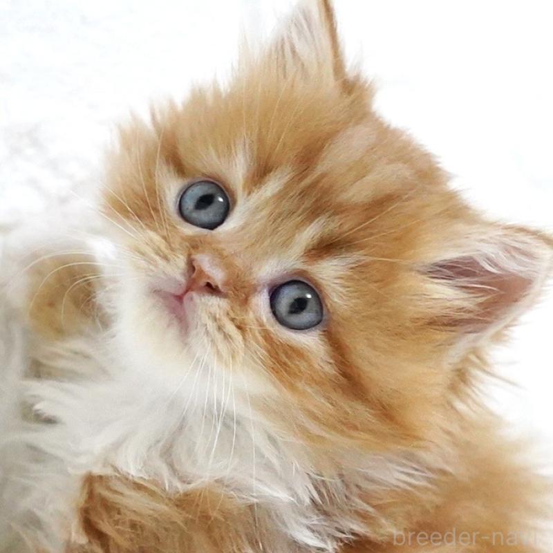 販売中の愛知県のスコティッシュフォールド-133306の3枚目