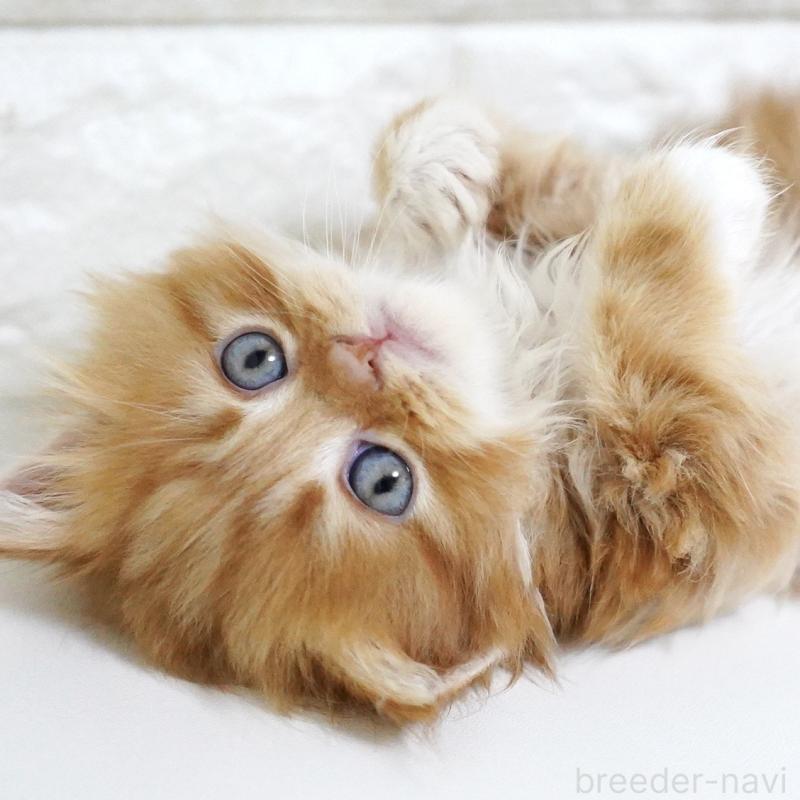 販売中の愛知県のスコティッシュフォールド-133306の2枚目