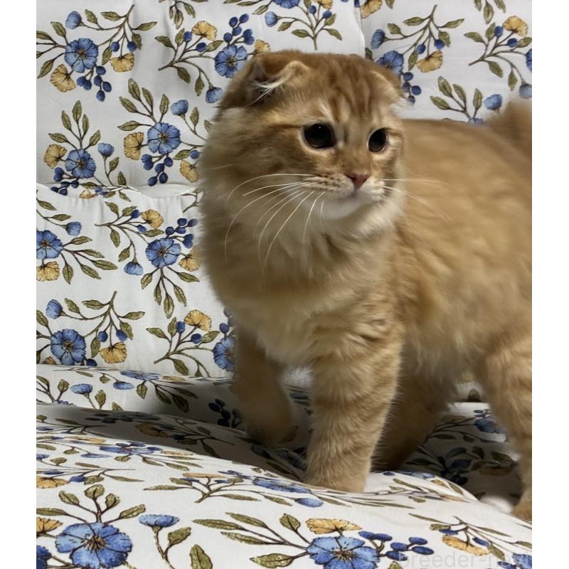 成約済の神奈川県のスコティッシュフォールド(折れ耳)-132525の3枚目