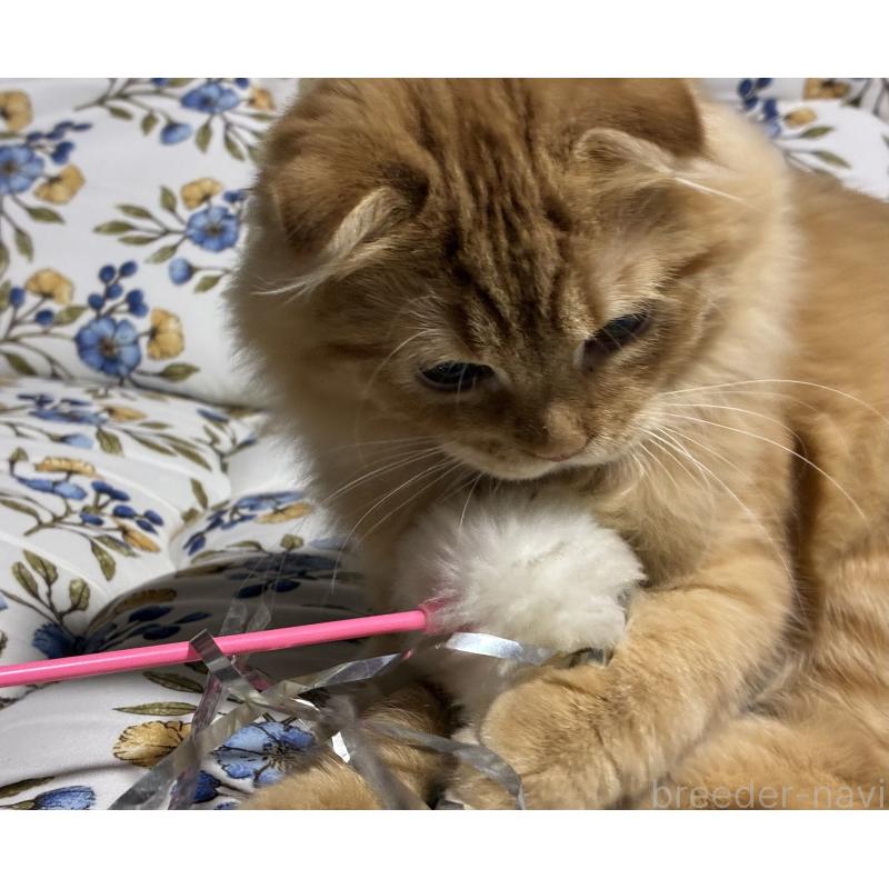 成約済の神奈川県のスコティッシュフォールド(折れ耳)-132525の2枚目