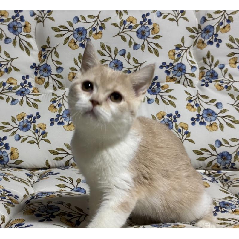 販売中の神奈川県のスコティッシュフォールド-130987の5枚目