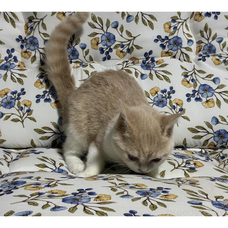 販売中の神奈川県のスコティッシュフォールド-130987の4枚目