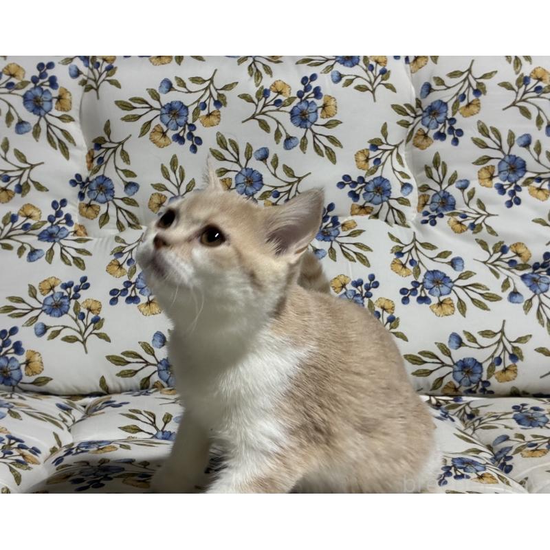 販売中の神奈川県のスコティッシュフォールド-130987の3枚目