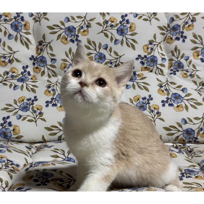 販売中の神奈川県のスコティッシュフォールド-130987の2枚目