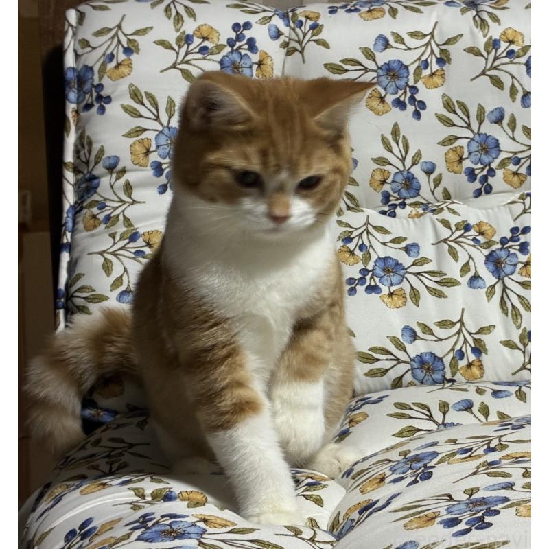 販売中の神奈川県のスコティッシュフォールド-133307の7枚目