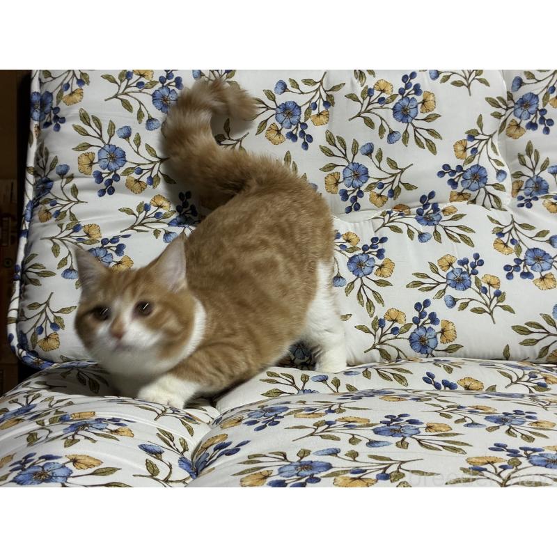 販売中の神奈川県のスコティッシュフォールド-133307の6枚目