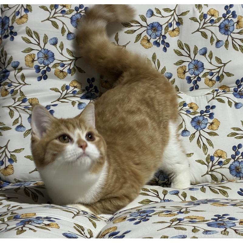 販売中の神奈川県のスコティッシュフォールド-133307の5枚目