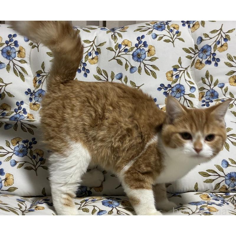 販売中の神奈川県のスコティッシュフォールド-133307の4枚目