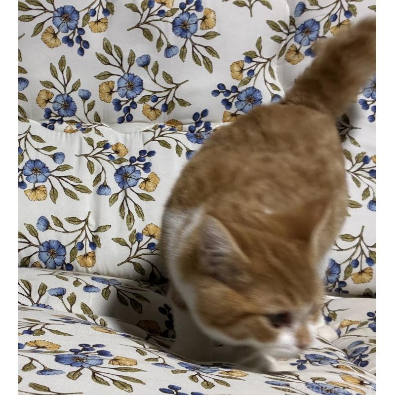 販売中の神奈川県のスコティッシュフォールド-133307の3枚目