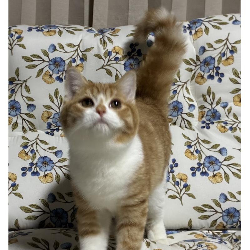 販売中の神奈川県のスコティッシュフォールド-133307の2枚目