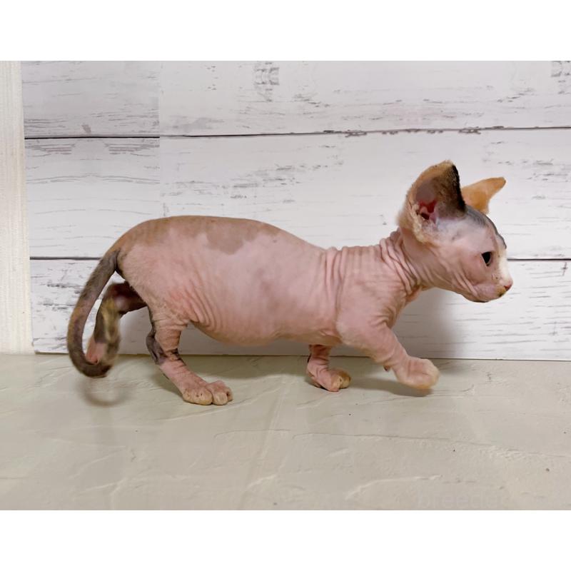 販売中の東京都のバンビーノ-133308の6枚目