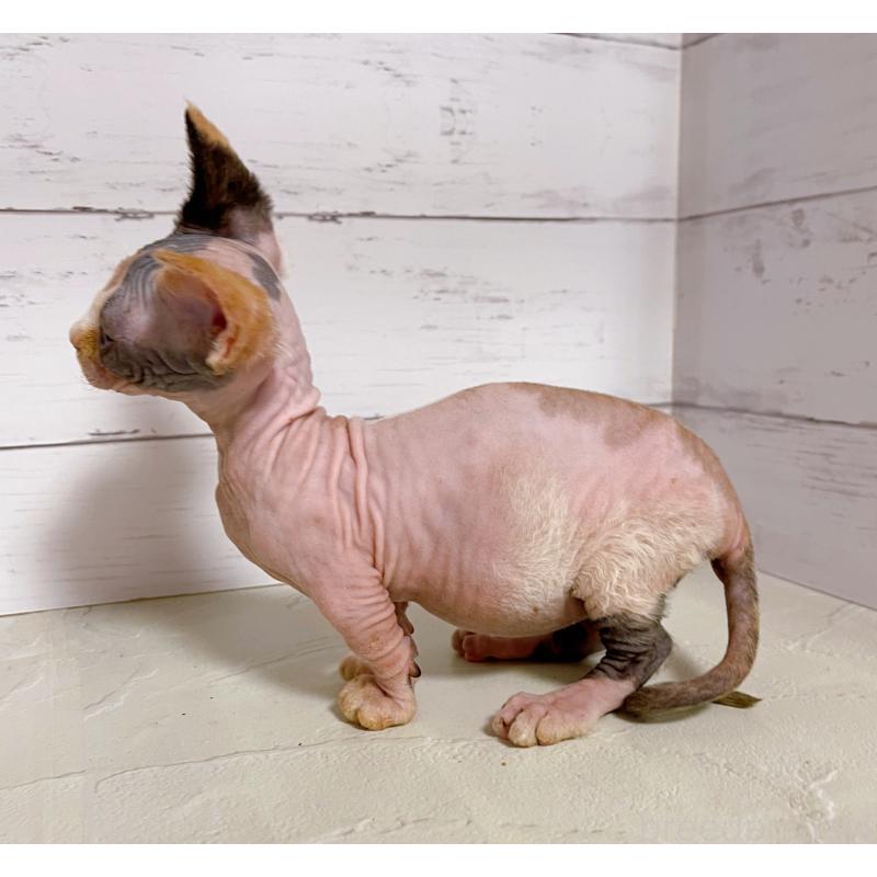 販売中の東京都のバンビーノ-133308の5枚目