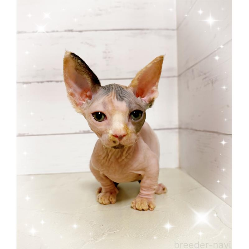 販売中の東京都のバンビーノ-133308の4枚目