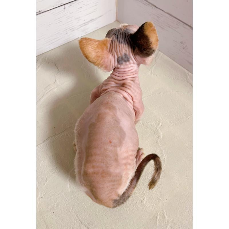 販売中の東京都のバンビーノ-133308の3枚目