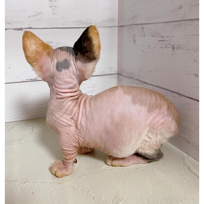 販売中の東京都のバンビーノ-133308の2枚目