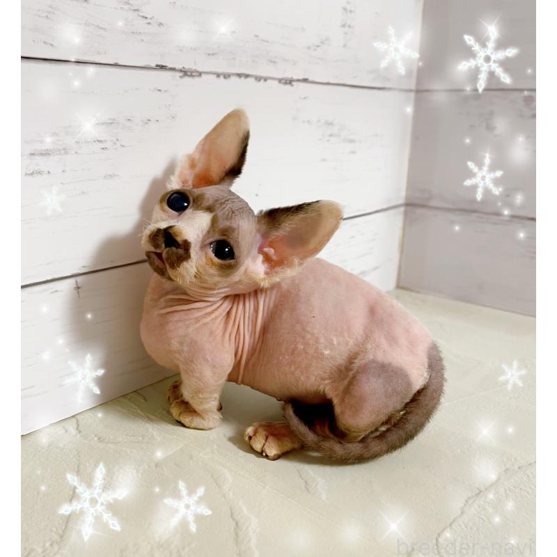 販売中の東京都のバンビーノ-133309の5枚目