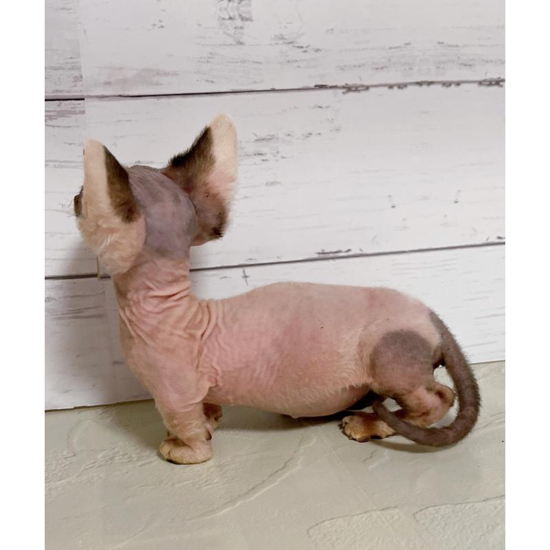 販売中の東京都のバンビーノ-133309の4枚目