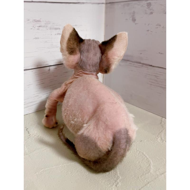 販売中の東京都のバンビーノ-133309の3枚目