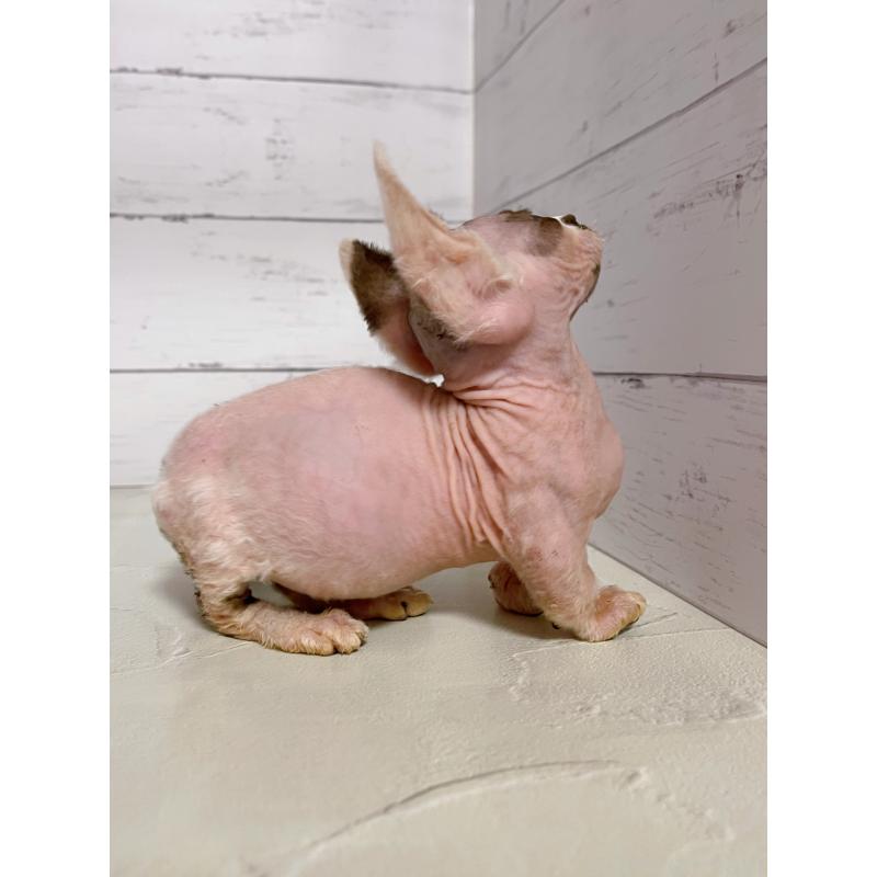 販売中の東京都のバンビーノ-133309の2枚目