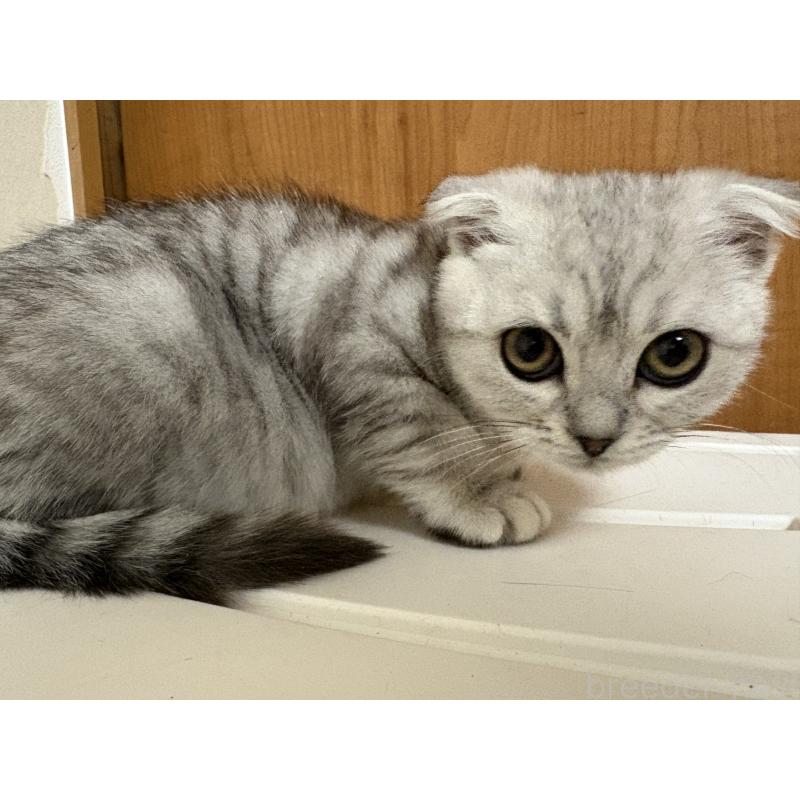 販売中の大阪府のスコティッシュフォールド(折れ耳)-133310の5枚目