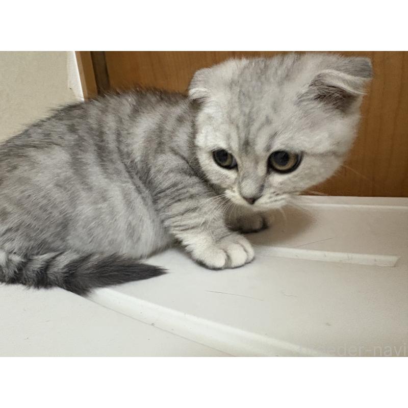 販売中の大阪府のスコティッシュフォールド(折れ耳)-133310の4枚目