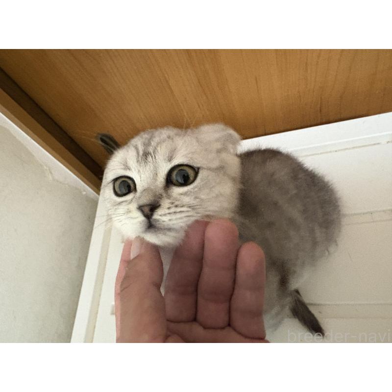 販売中の大阪府のスコティッシュフォールド(折れ耳)-133310の3枚目