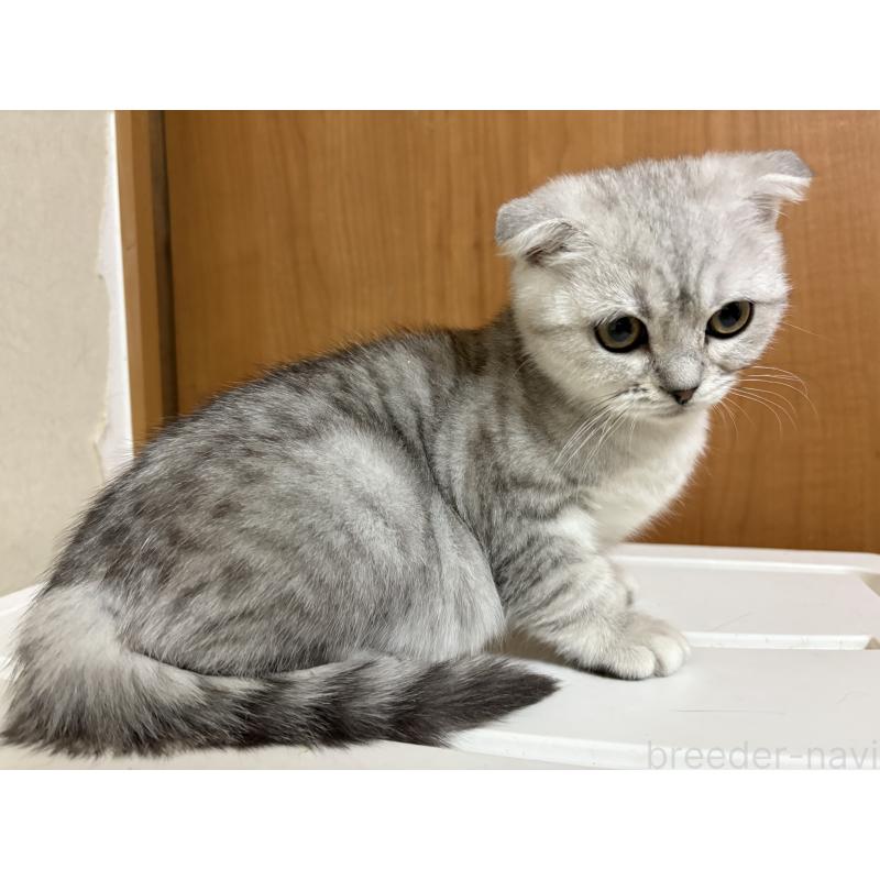 販売中の大阪府のスコティッシュフォールド(折れ耳)-133310の2枚目