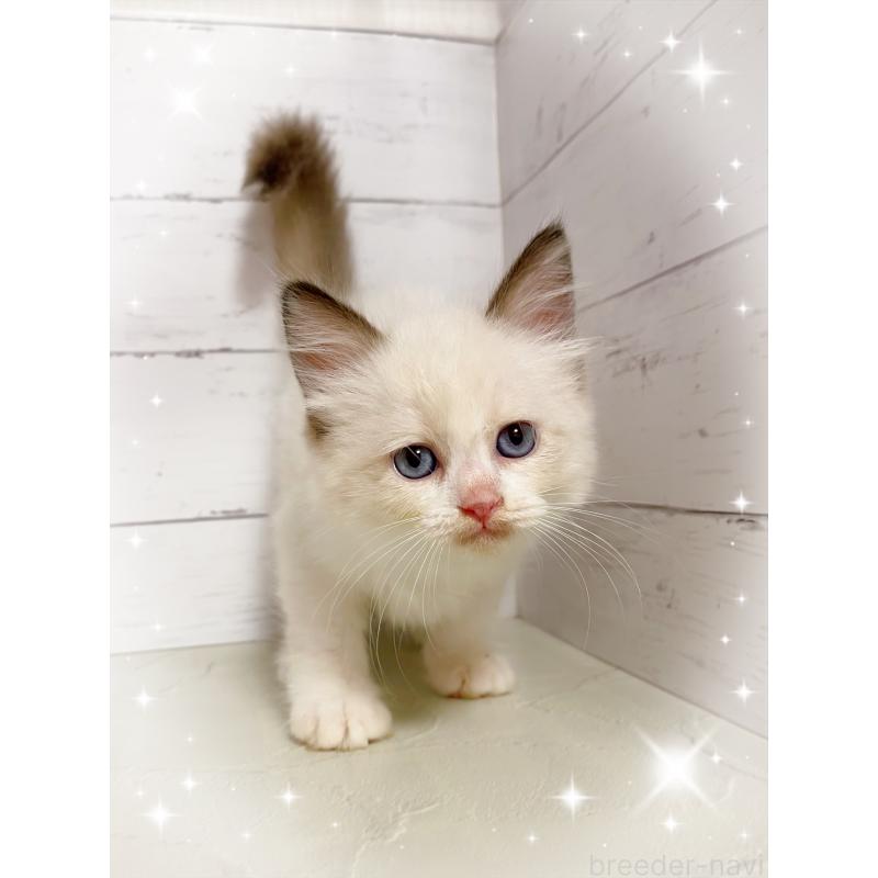 販売中の東京都のラグドール-133311の5枚目