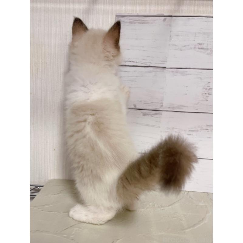 販売中の東京都のラグドール-133311の4枚目