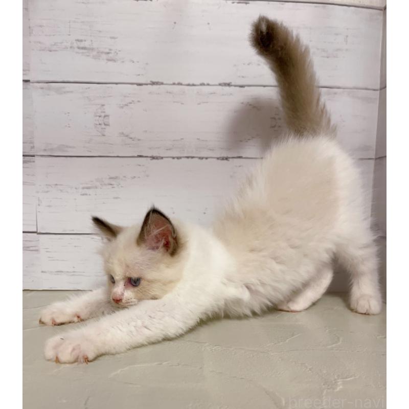 販売中の東京都のラグドール-133311の3枚目