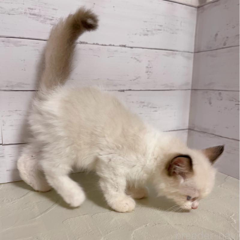 販売中の東京都のラグドール-133311の2枚目