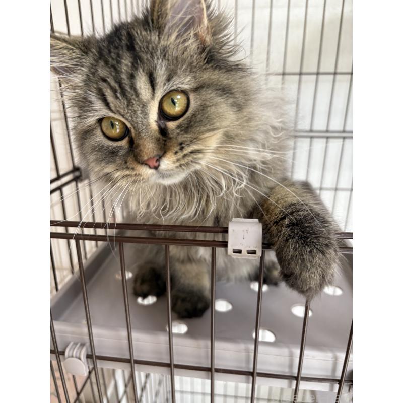 販売中の愛知県のミヌエット-130495の5枚目