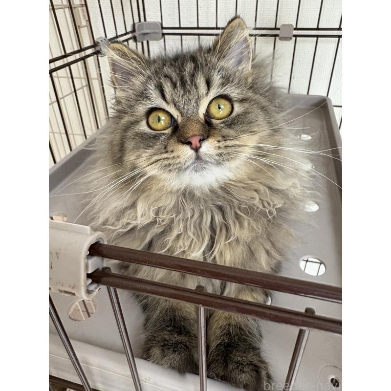 販売中の愛知県のミヌエット-130495の4枚目