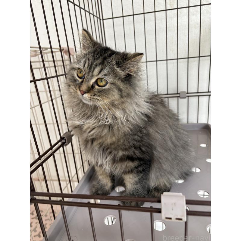 販売中の愛知県のミヌエット-130495の3枚目