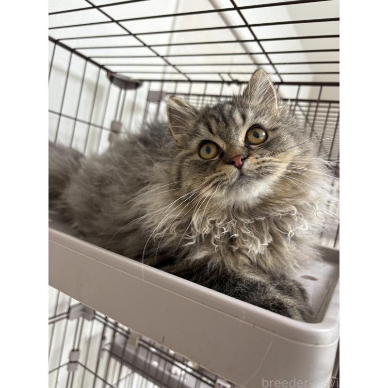 販売中の愛知県のミヌエット-130495の2枚目