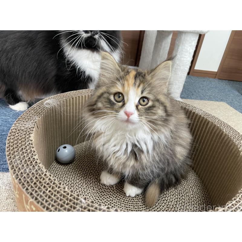 販売中の千葉県のサイベリアン-129137の22枚目