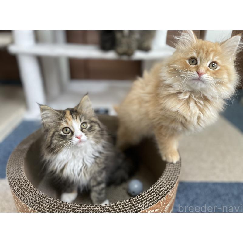 販売中の千葉県のサイベリアン-129137の21枚目