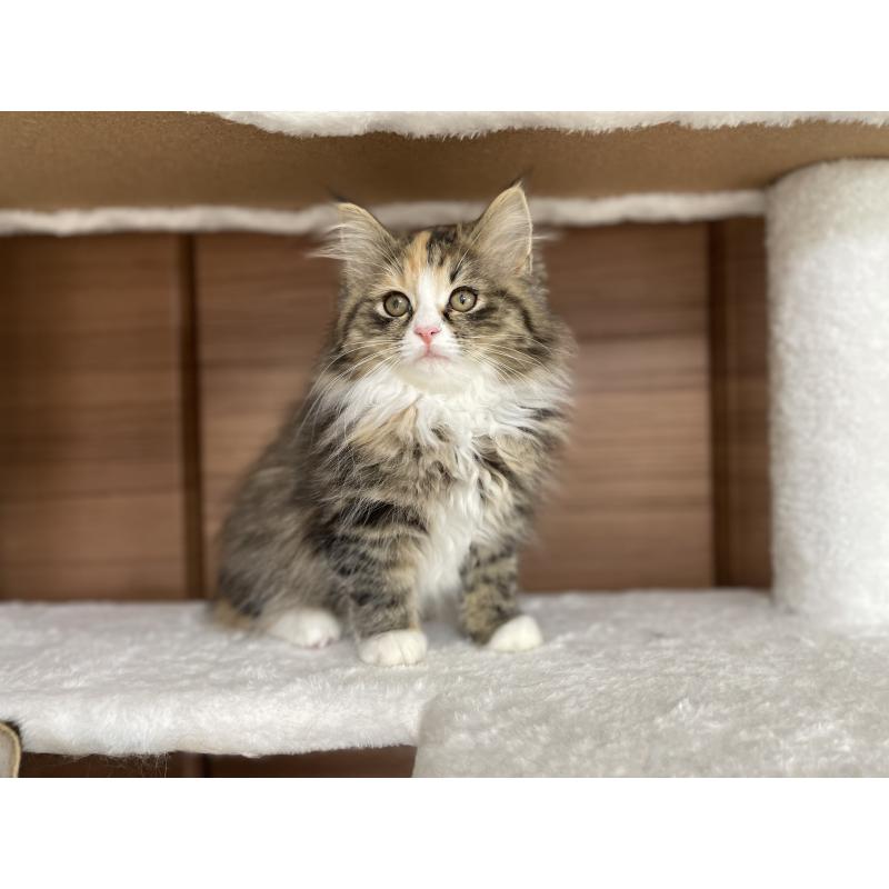 販売中の千葉県のサイベリアン-129137の20枚目