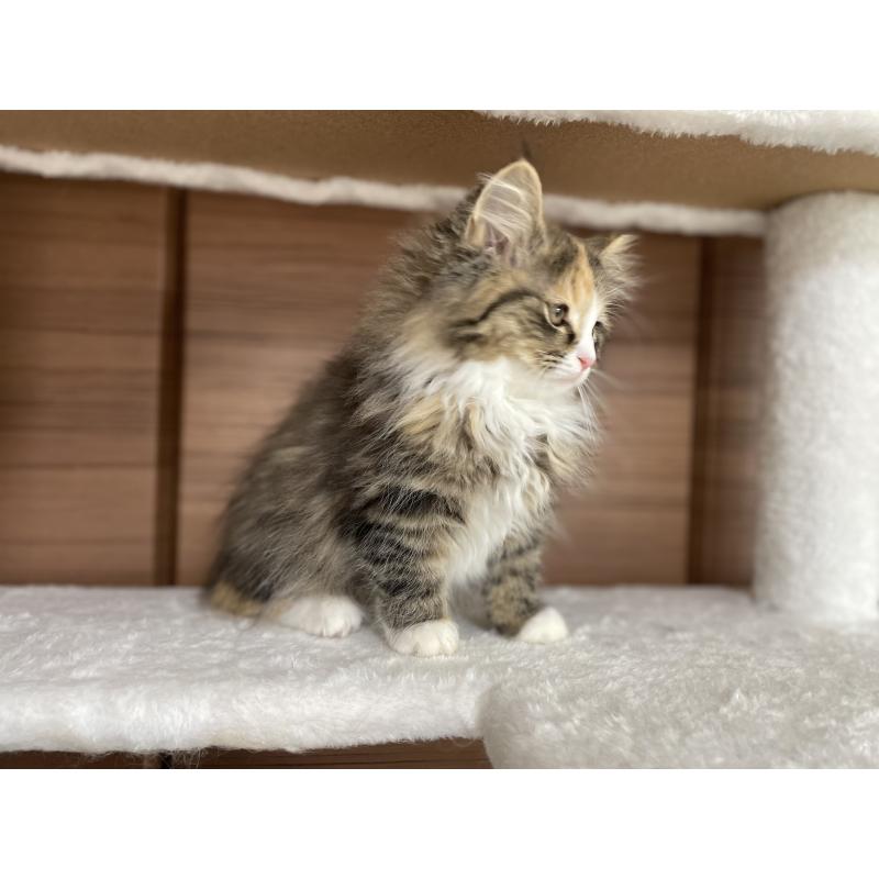 販売中の千葉県のサイベリアン-129137の19枚目