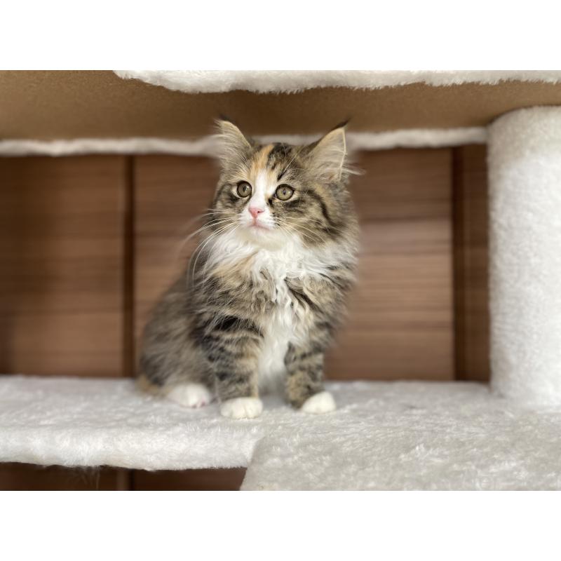 販売中の千葉県のサイベリアン-129137の18枚目