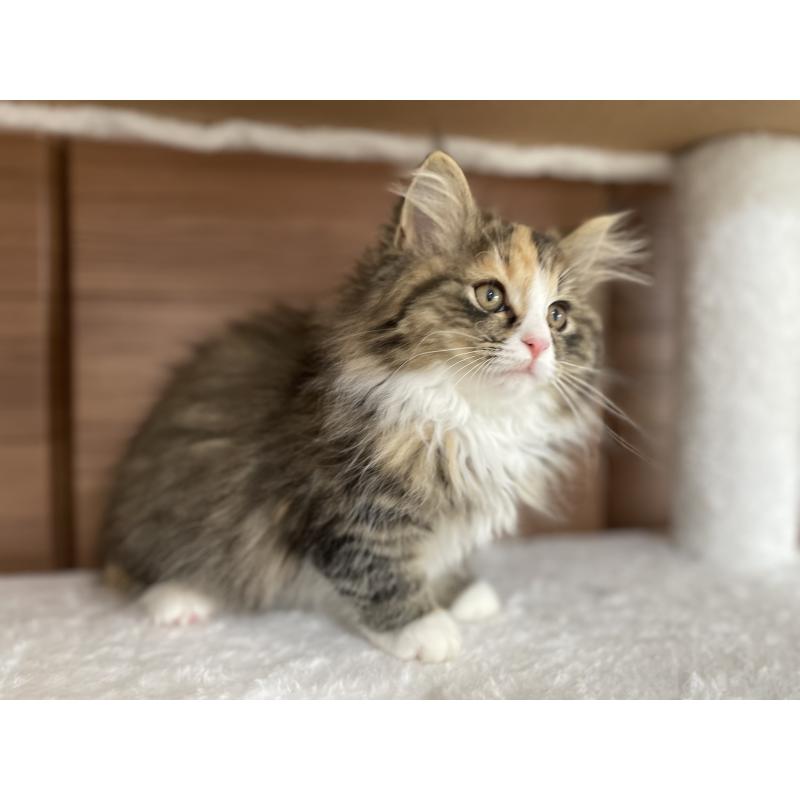 販売中の千葉県のサイベリアン-129137の17枚目