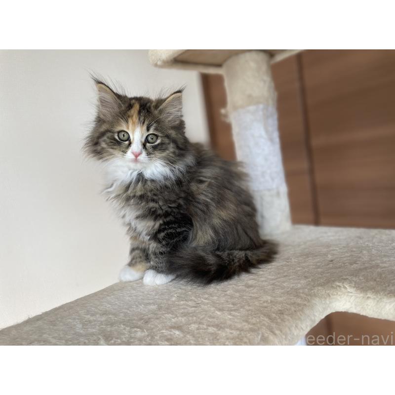 販売中の千葉県のサイベリアン-129137の15枚目