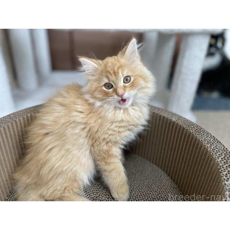 販売中の千葉県のサイベリアン-129142の20枚目