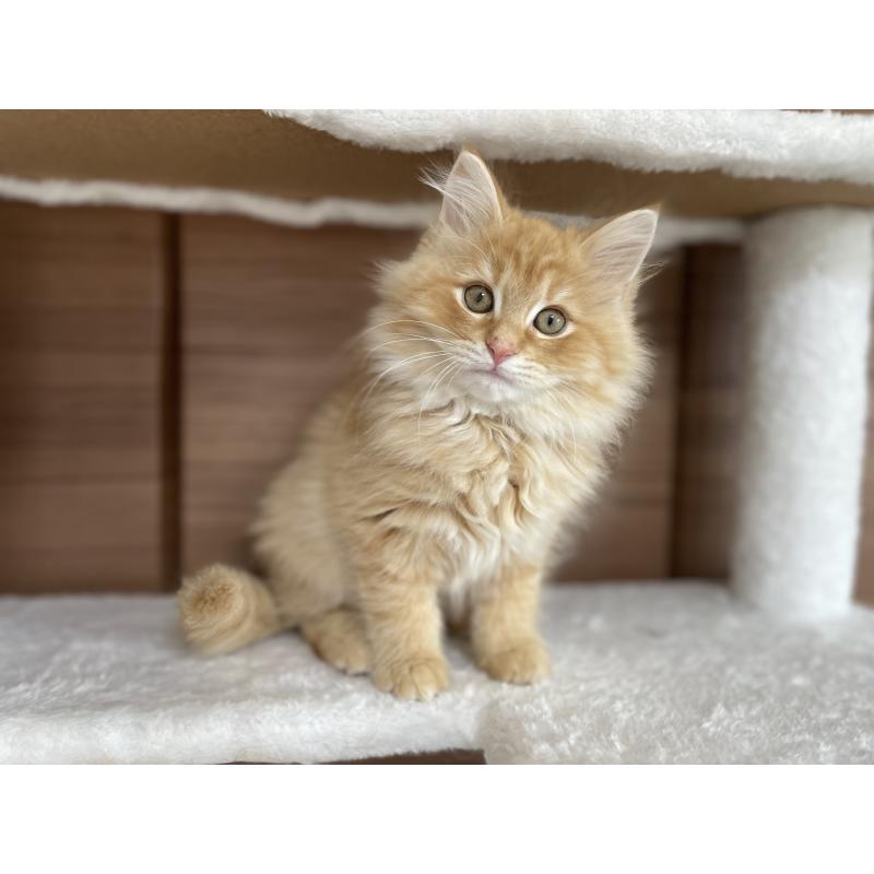 販売中の千葉県のサイベリアン-129142の18枚目